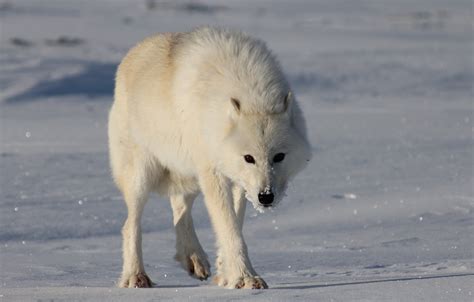 Greenland Wolf (Canis lupus orion) – The Wolf Intelligencer