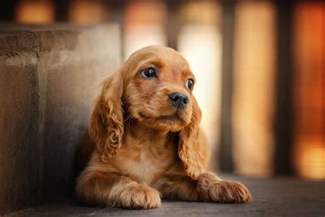 Cavalier King Charles Spaniel vs Cocker Spaniel: What's The Difference ...