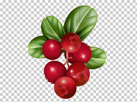 Free Cranberry Cliparts, Download Free Cranberry Cliparts png images, Free ClipArts on Clipart ...