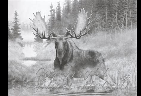 Moose Pencil Drawings at PaintingValley.com | Explore collection of Moose Pencil Drawings