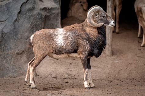 Premium Photo | Argali sheep body