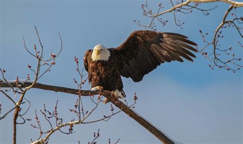 Where to See Bald Eagles in New York | Audubon New York