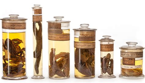 Herpetology collections | Natural History Museum