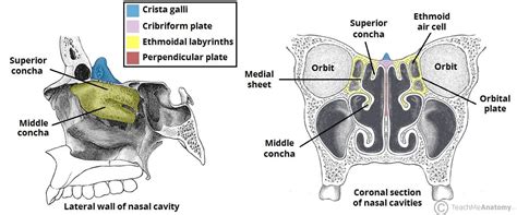 Ethmoid Bone - Location - Structure - Relationships - TeachMeAnatomy