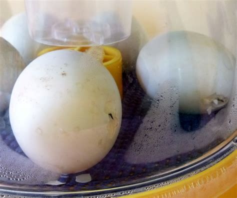 The Beginners Guide to Hatching Duck Eggs [with egg candling photos ...