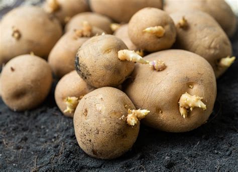 Chitting Potatoes Info – How To Sprout Potato Seeds