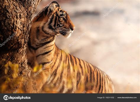 Royal Bengal Tiger Nature Habitat Wildlife Scene — Stock Photo ...