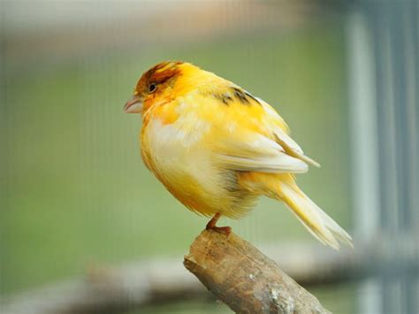 Why Has My Canary Bird Stopped Singing? - VIVO Pets