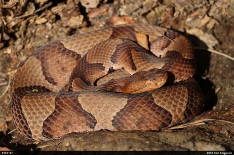 Copperhead Snake Identification Chart