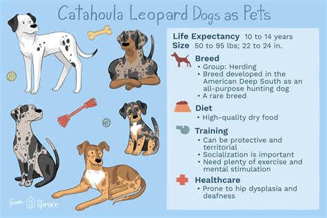 Catahoula Leopard Dog: Dog Breed Characteristics & Care