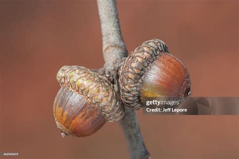 Scrub Oak Acorns High-Res Stock Photo - Getty Images