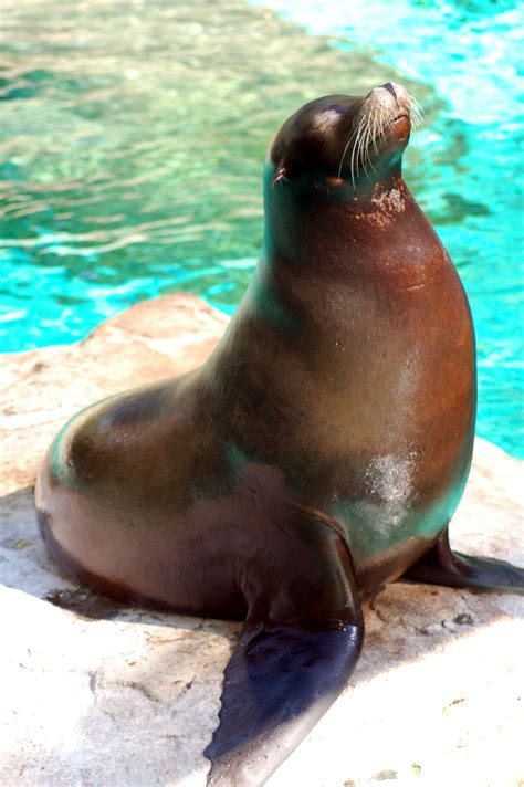 Seal taken at the Cincinnati Zoo. | Cincinnati zoo, Zoo, Animals
