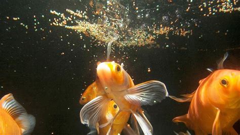 That’s What Happens When You Overfeed Fish – Animal Encyclopedia