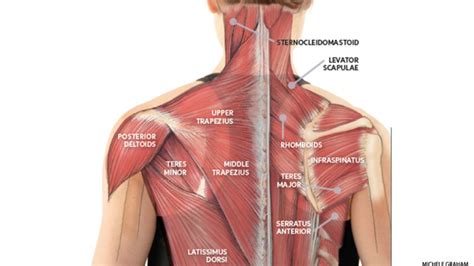 Neck Shoulder Muscle Pain Diagram