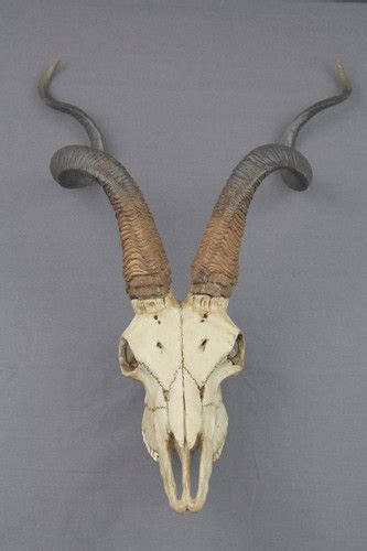 Replica Antelope Skull | Craneo, Bestiario, Arte