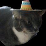 Party cat Meme Generator - Imgflip