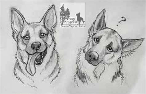 Why Do German Shepherds Tilt Their Head | Animal drawings, Baby animal ...