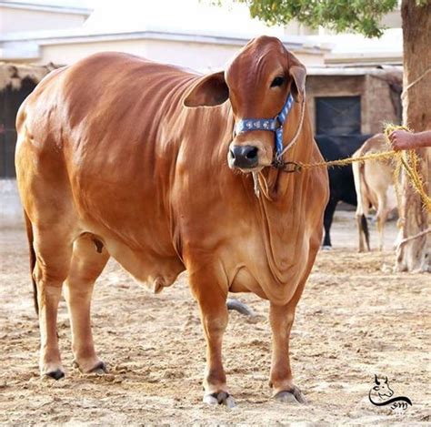 Pure Brown Sahiwal Cow at 40000.00 INR in Karnal | Rulhan Dairy Farms