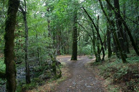 A hiking trail in Bothe-Napa State Park follows Ritchey Creek at its start, before climbing ...