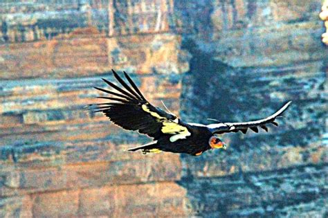 Photographs of California Condors of the grand canyon,grand canyon ...