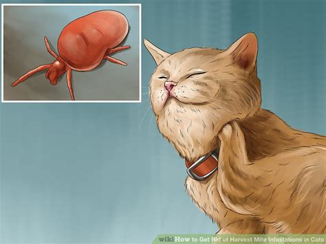 How to Get Rid of Harvest Mite Infestations in Cats: 10 Steps - Wiki How To English - COURSE.VN