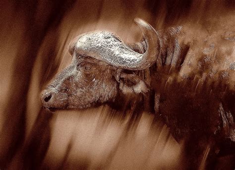 Cape buffalo,horns,safari,bull,trophy - free image from needpix.com