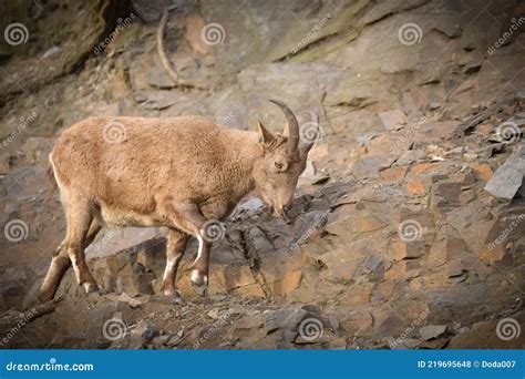 Goat is Climbing on the Rock. Stock Photo - Image of blue, loves: 219695648