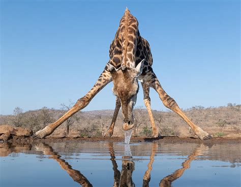 Giraffe Drinking Water Photograph by Bart Michiels | Fine Art America