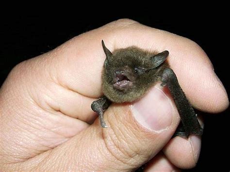 Arizona Myotis | Animals Happen Wildlife Control