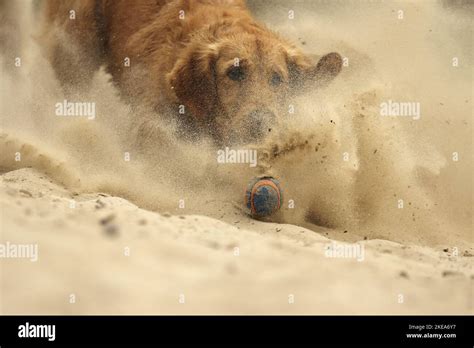 playing Golden Retriever Stock Photo - Alamy