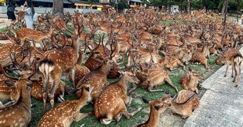 600 Nara deer gather at same spot every summer evening & nobody knows ...