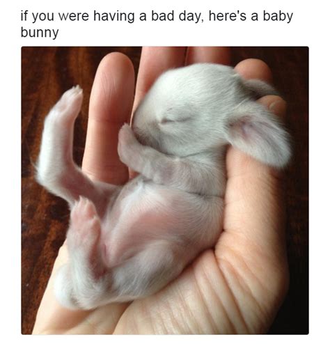 Wholesome baby bunny : r/wholesomememes