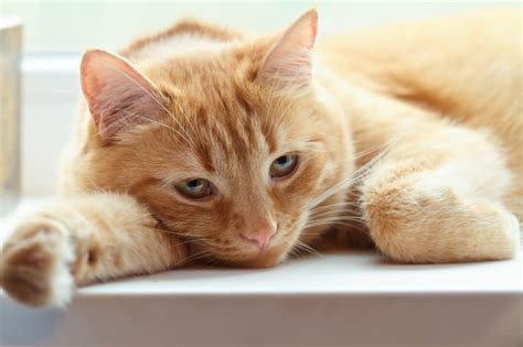 Causes of Anemia in Cats: Treatment and Diagnosis | White Settlement Vets