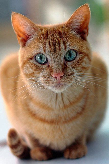 mistymorrning | Orange tabby cats, Beautiful cats, Cute cats