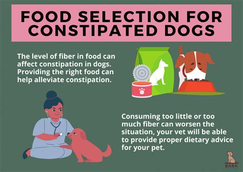 Simple Need-To-Know Guide To Constipation In Dogs | Bark For More