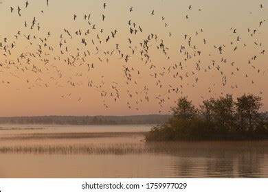 13,135 Bird Flying Circle Images, Stock Photos & Vectors | Shutterstock