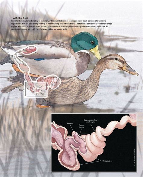 Pinterest | Male duck, Duck, Diagram design