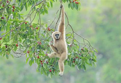 Gibbon - A-Z Animals