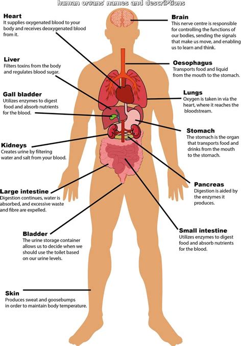 Parts of the Body Labelling Activity, Human Anatomy Education, Organs ...