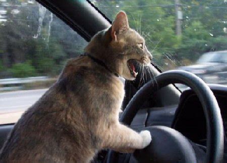 cat driving car Blank Template - Imgflip