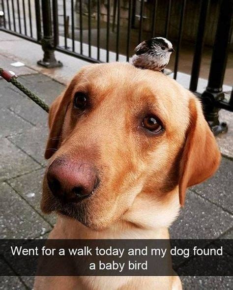 45 Funny Animals That Like To Appear On Snapchat-36 #funnymemes #funnypictures #humor # ...