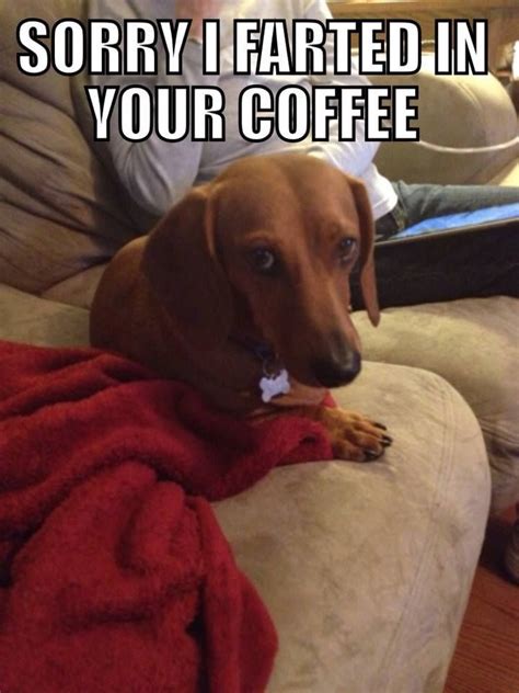 Pin by Pat Perry on Things That Make Me Laugh | Coffee humor, Hilarious, Dogs