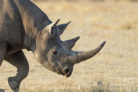 Black Rhino Head Photograph by Dr P. Marazzi/science Photo Library - Pixels