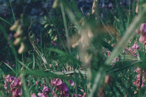 Mountain flowers on the alpine hills – free photo on Barnimages