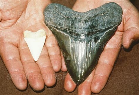 Photograph | Modern and prehistoric shark teeth | Science Source Images