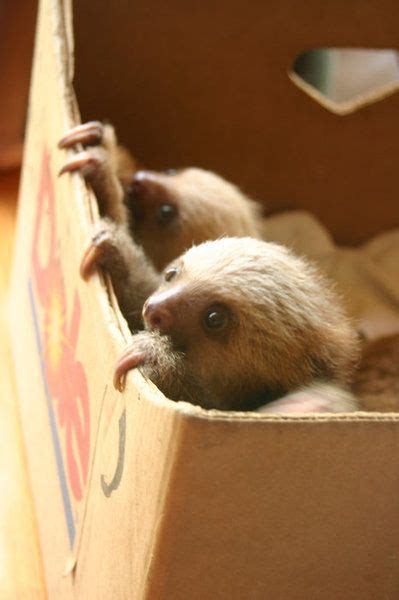 baby sloths aaahhh | Cute animals, Baby animals, Baby sloth