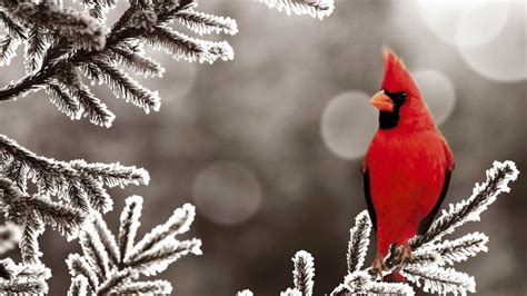 Red Cardinal 1080p HD Wallpaper Birds | Bird wallpaper, Animal ...