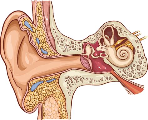 Glue Ear And Grommets - EAR SURGEON