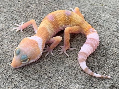 Albino Leopard Geckos for sale