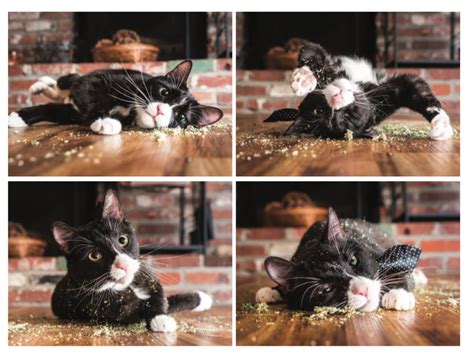 Cats on Catnip Photo Series | POPSUGAR Family Photo 8